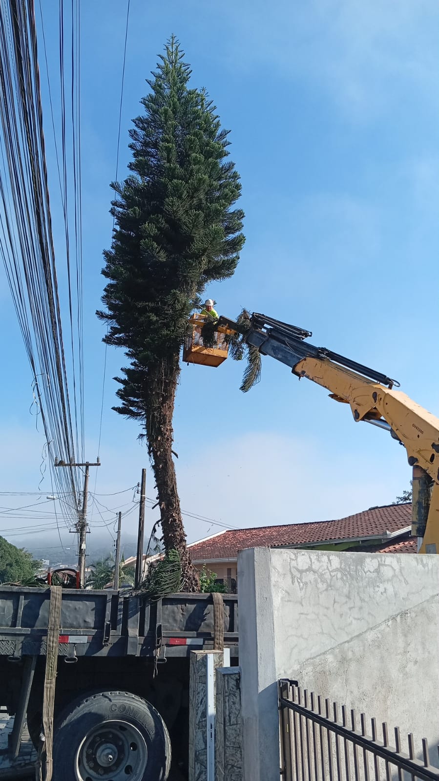 Poda de pinheiro próximo à rede elétrica com garra do munck